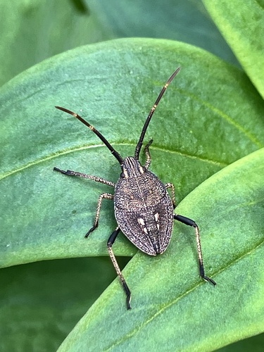 Poecilometis lineatus