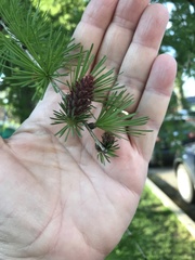 Larix laricina