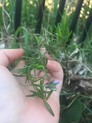 Phlox subulata