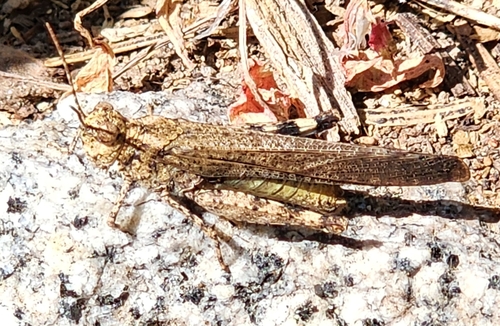 iNaturalist observation photo of Crackling Forest Grasshopper