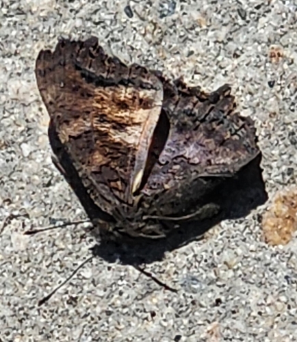 iNaturalist observation photo of California Tortoiseshell