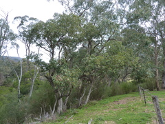 Eucalyptus baueriana