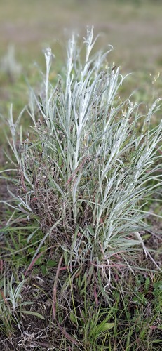 cotton burnweed