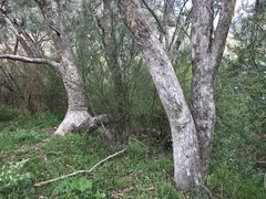 Eucalyptus baueriana