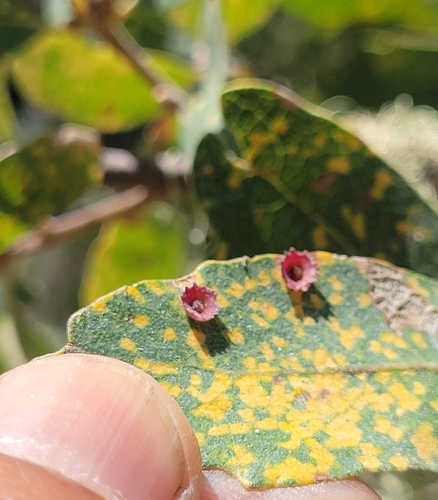 iNaturalist observation photo of Saucer Gall Wasp