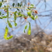 Acacia monticola