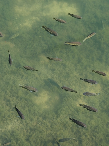Spotted Tilapia