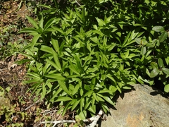 Lilium pardalinum pardalinum