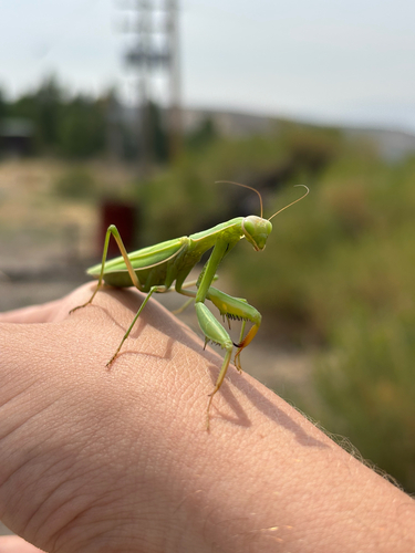 European Mantis