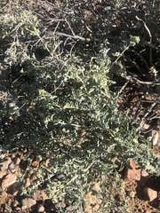 Tetraena