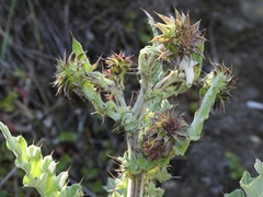 Cirsium fontinale obispoense