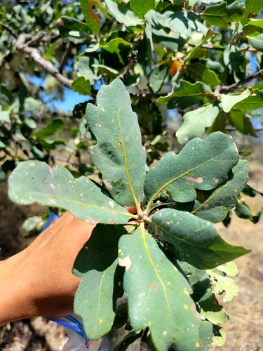 iNaturalist observation photo of Jolon Oak