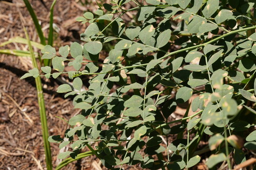 Hosackia crassifolia, photograph 5