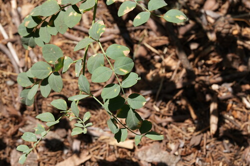 Hosackia crassifolia, photograph 4