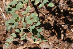 (c) carbapple, some rights reserved (CC BY) Hosackia crassifolia, photograph (c) carbapple, some rights reserved (CC BY)