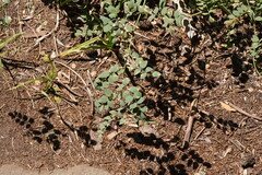 Hosackia crassifolia, photograph (c) carbapple, some rights reserved (CC BY)