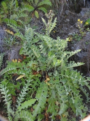 Cirsium fontinale obispoense