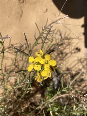 Erysimum suffrutescens