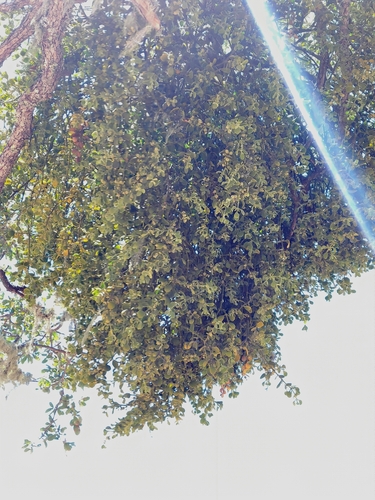 iNaturalist observation photo of oak mistletoe