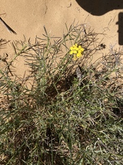 Erysimum suffrutescens