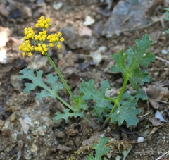 Lomatium parvifolium