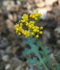 Lomatium parvifolium