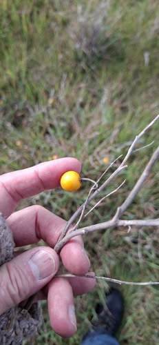 silverleaf nightshade