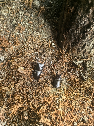 Dorcus hirticornis
