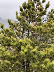 Pinus taiwanensis