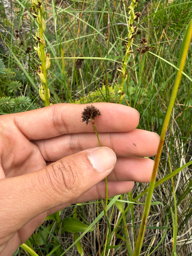 Juncus ensifolius