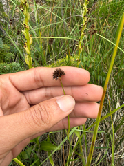 Juncus ensifolius