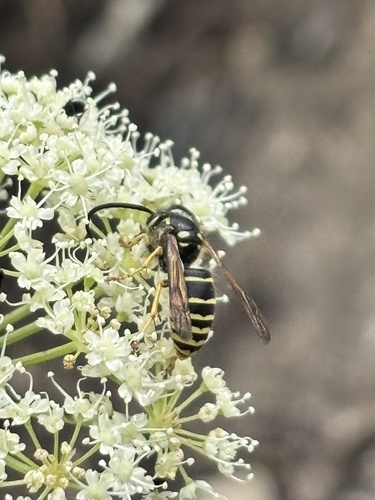 iNaturalist observation photo of Common Aerial Yellowjacket