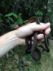 Dendrophidion dendrophis