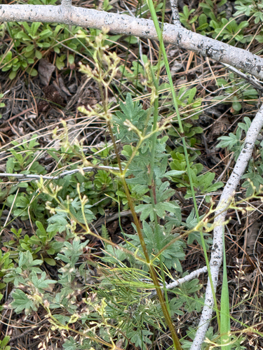 Valeriana edulis, photograph 3
