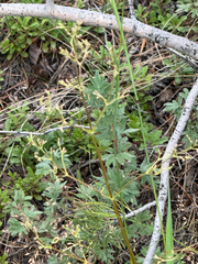 Valeriana edulis, photograph (c) Rajan Rao, some rights reserved (CC BY)