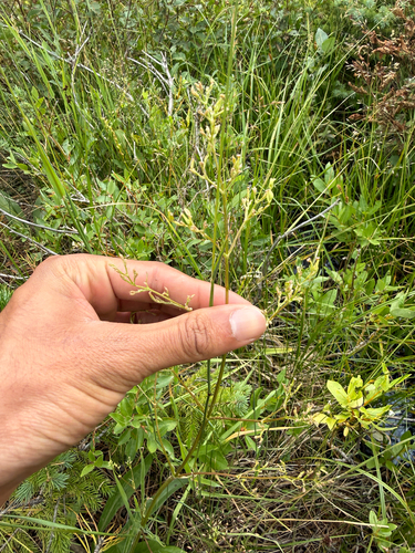Valeriana edulis, photograph 2