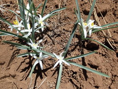 Leucocrinum montanum