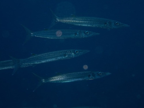 Sphyraena forsteri observed 2026-08-08