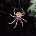 Rough Twig Spider - Photo (c) 利承拔, some rights reserved (CC BY-NC), uploaded by 利承拔