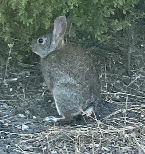 iNaturalist observation photo of Desert Cottontail