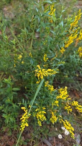 Dyer's Greenweed