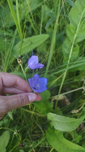 Peach-leaved Bellflower