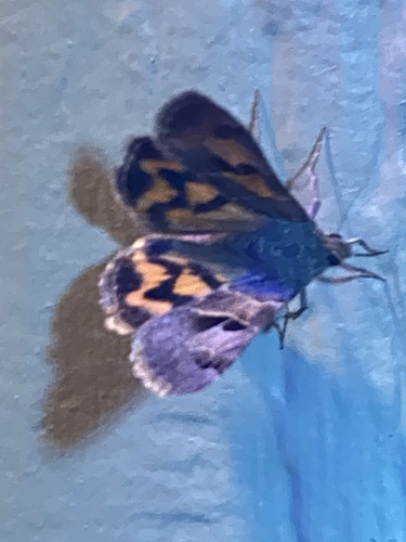 iNaturalist observation photo of Drasteria edwardsii