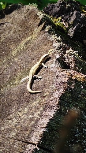 Viviparous Lizard