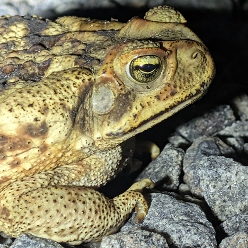 Cururu Toad