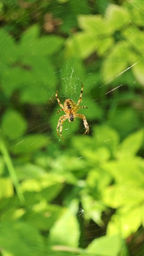 Cross Orbweaver