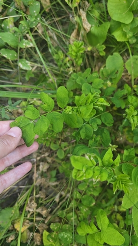 Wild Liquorice