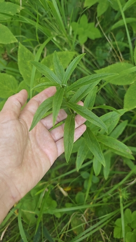 Irish Fleabane