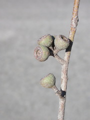 Eucalyptus muelleriana