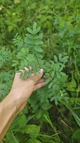 purple crownvetch